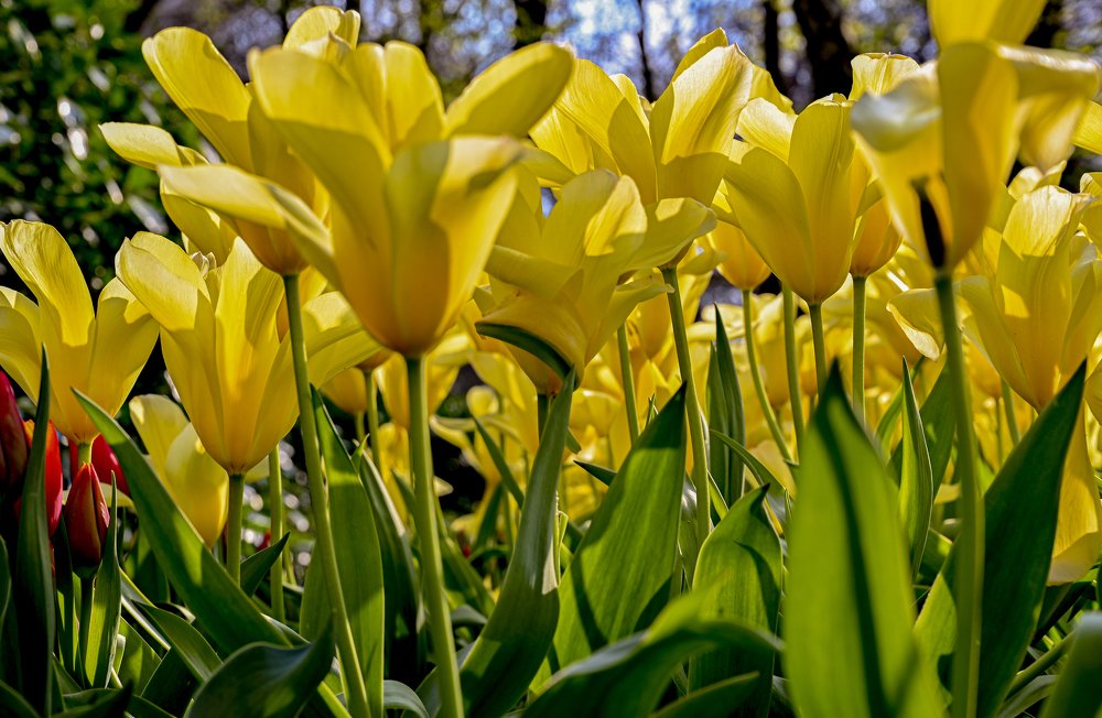 желтые тюльпаны