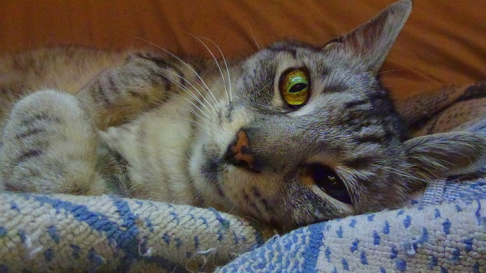 Why did you wake me up?