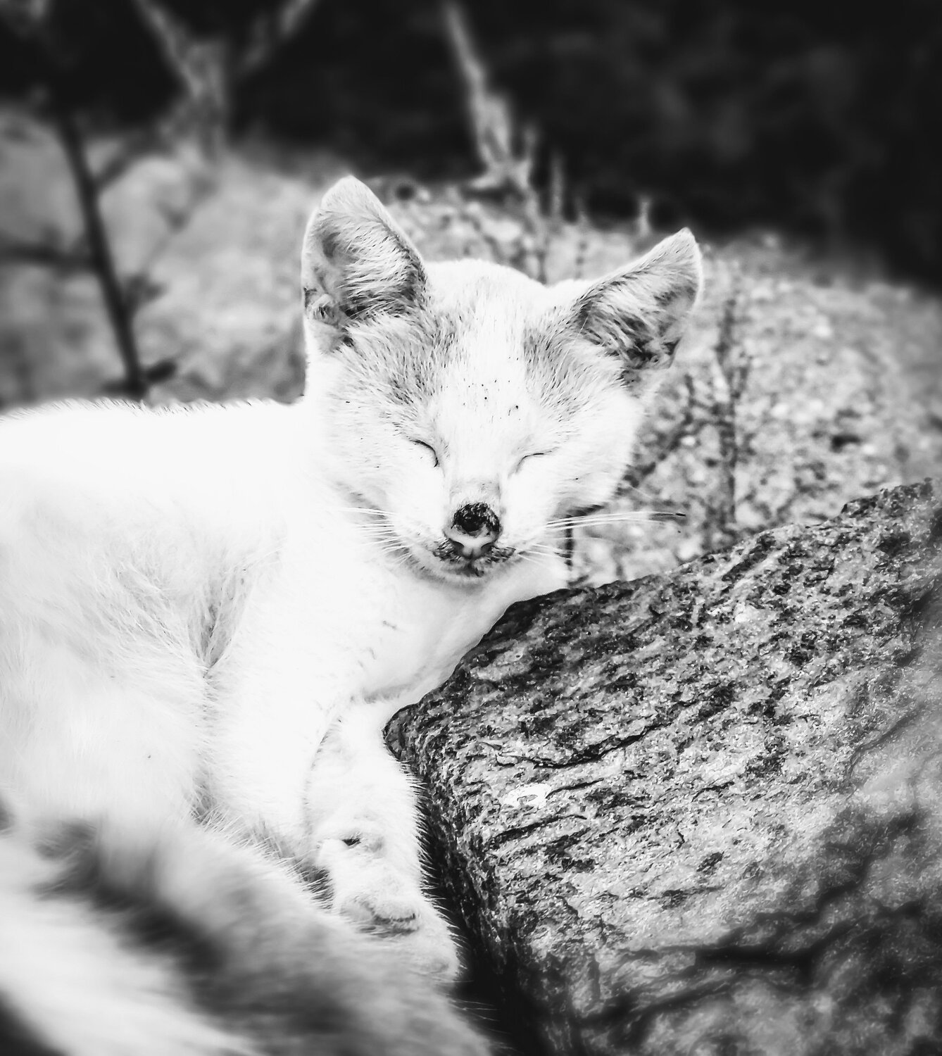 Little cut B&W