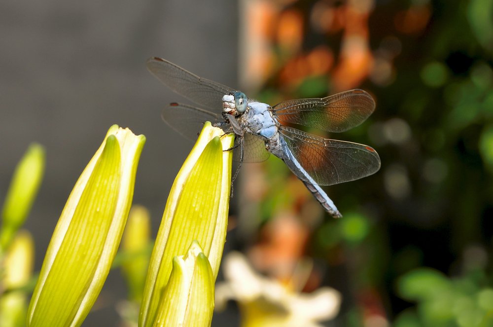 Санитар водоёма