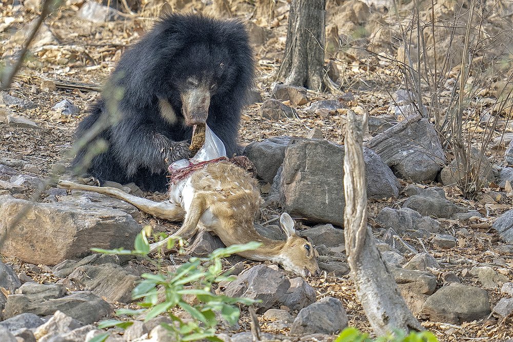 Rare documentation Sloth bear eating spotted deer