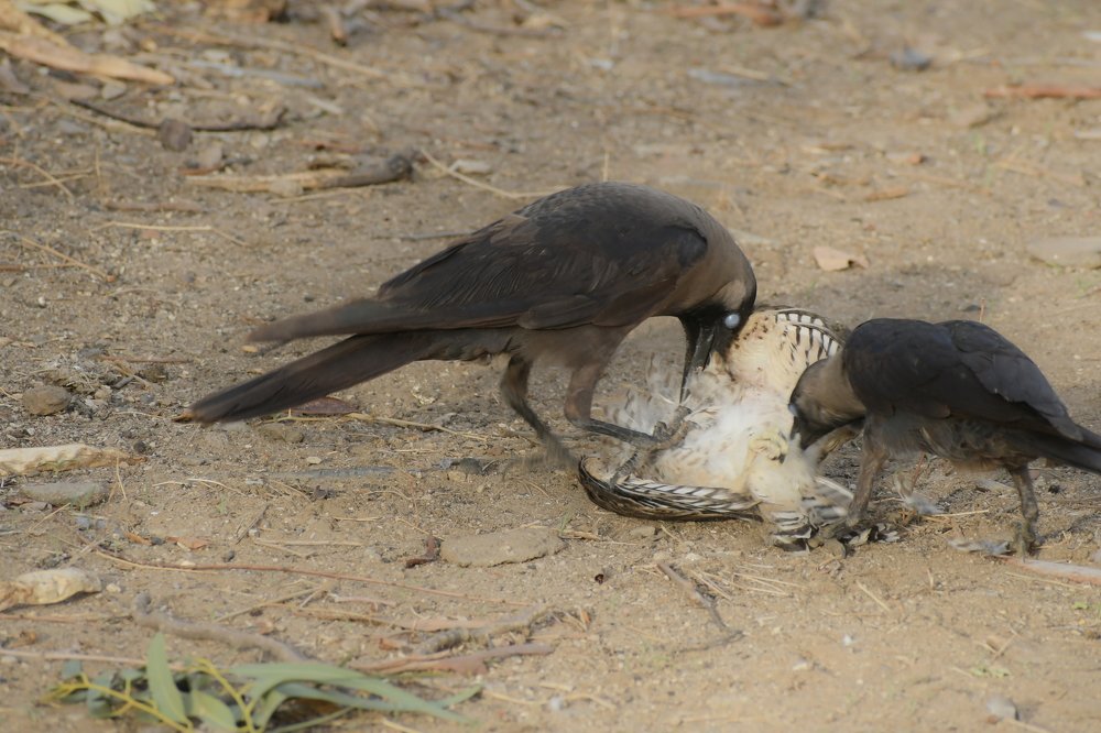 Ones life is another's death