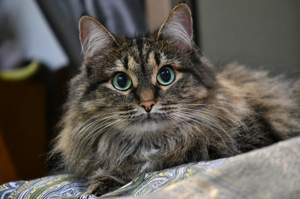 Кошка по имени Белка