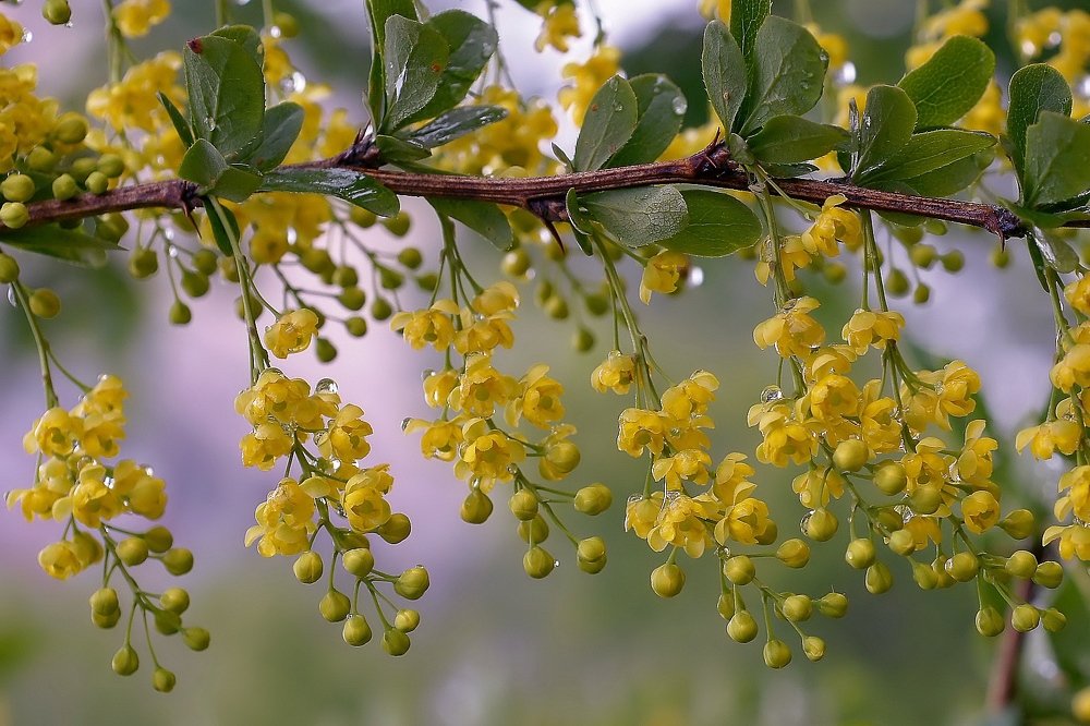 Весенний барбарис