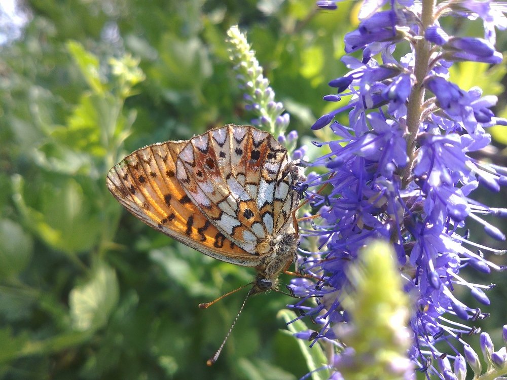 Photograph by Инна Голубева