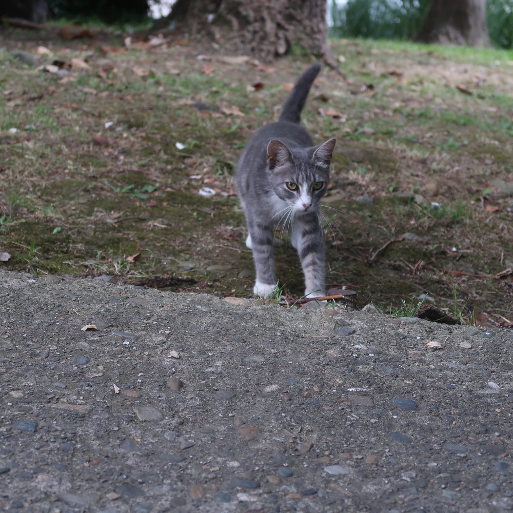 Маленький охотник