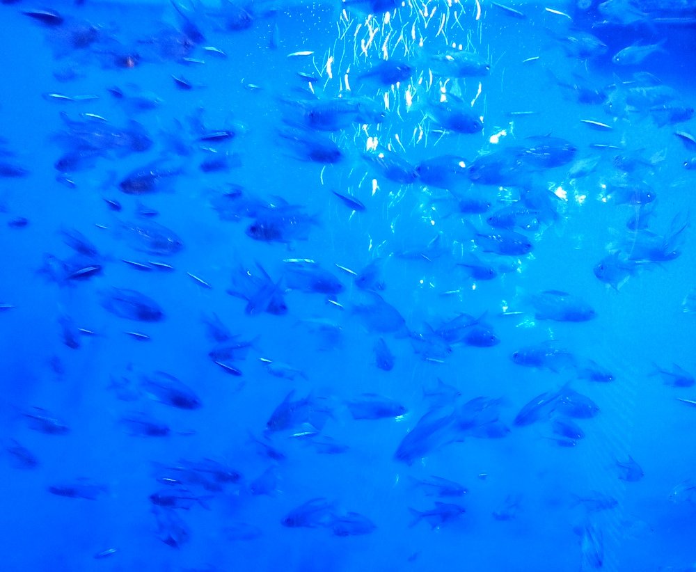 За стеклом аквариума