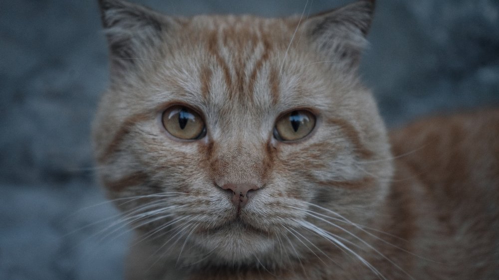 Дербентский кот