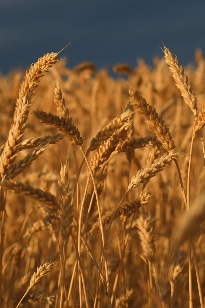 Пшеничное поле