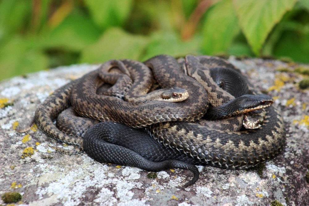 На теплом камушке