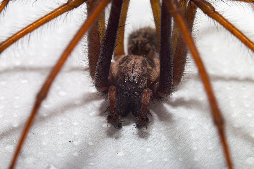 Фотография автора Тамара Нижельская