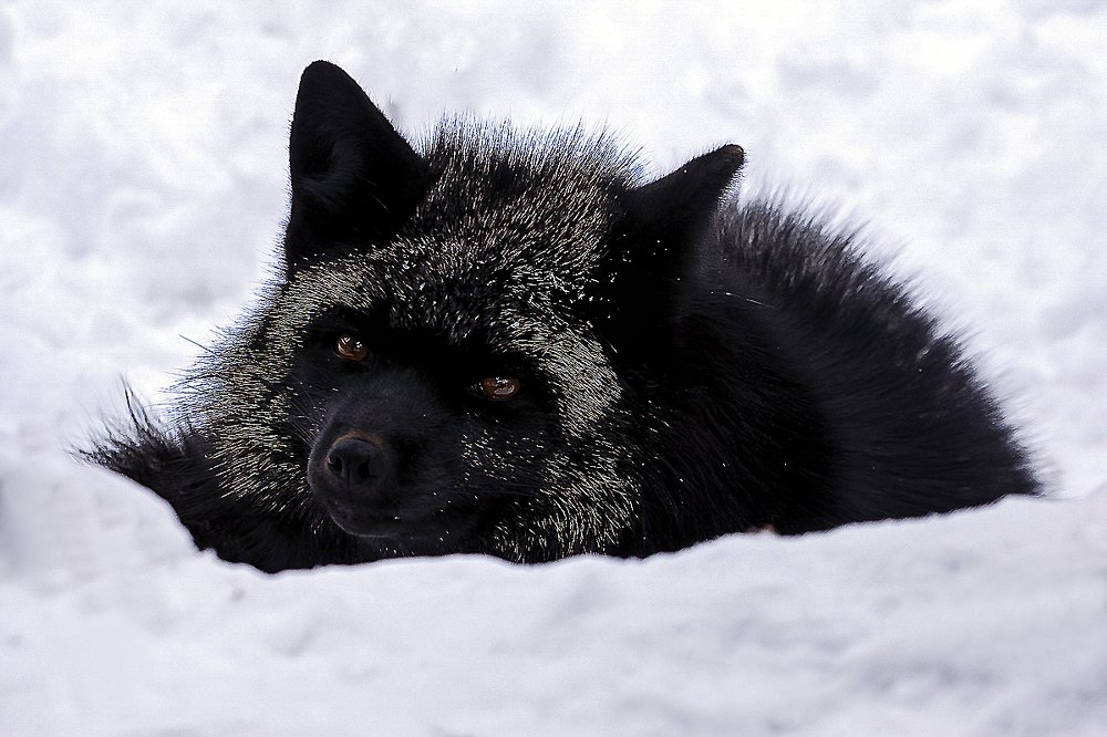 Серебристо-чёрная лисица или чернобурка