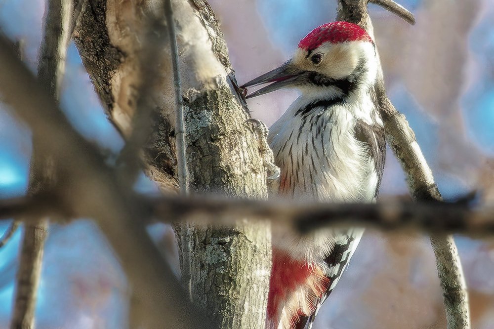 Попался, который