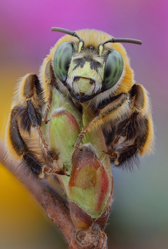 Грустный мишка