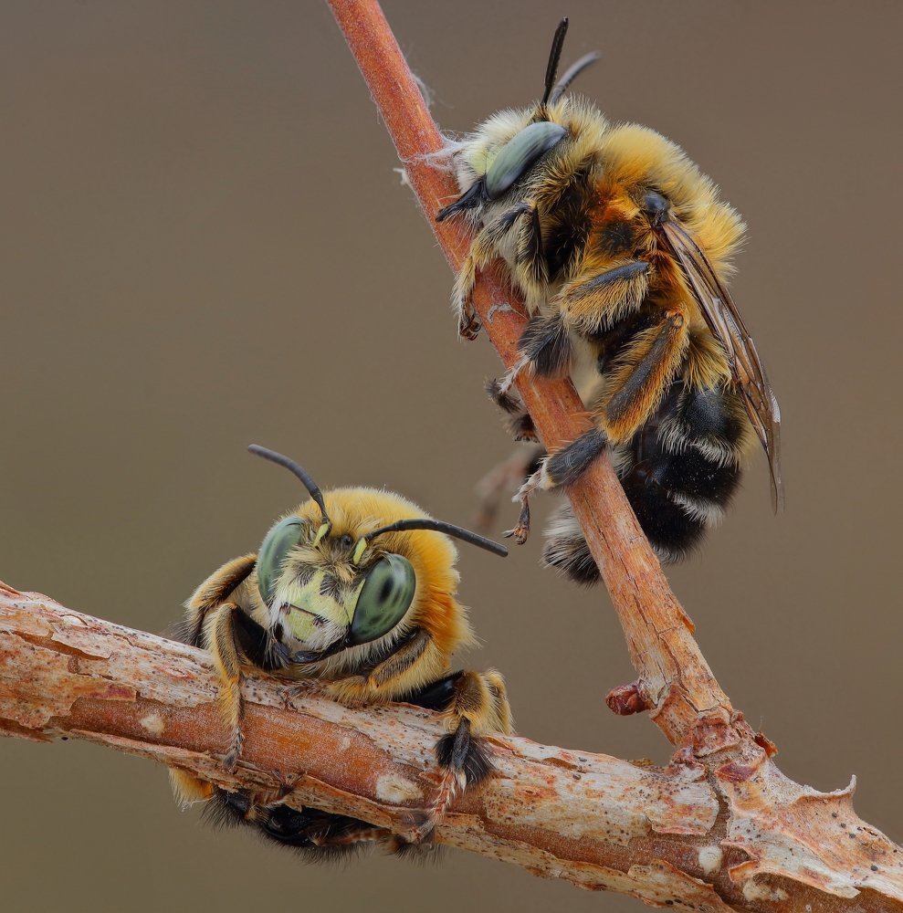 Не будите спящих пчел