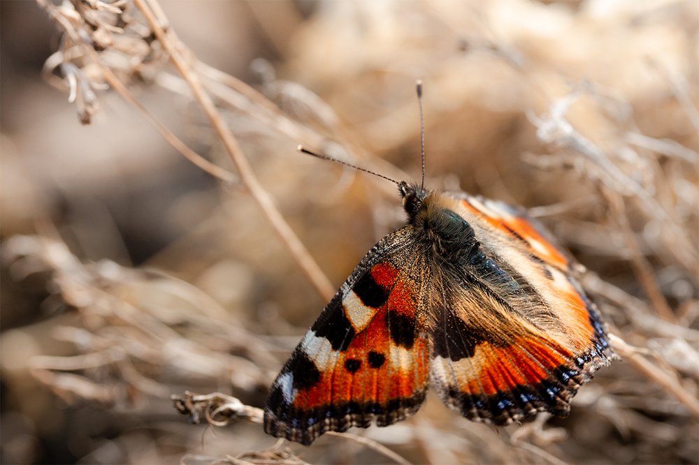 Бабочка-пожарник