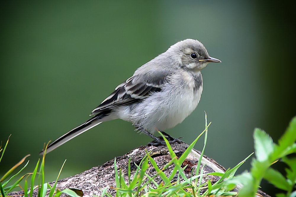 Трясогузка