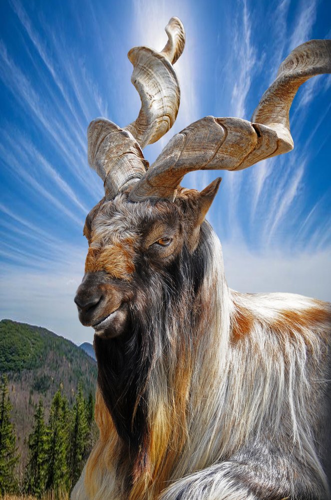 Винторогий 2