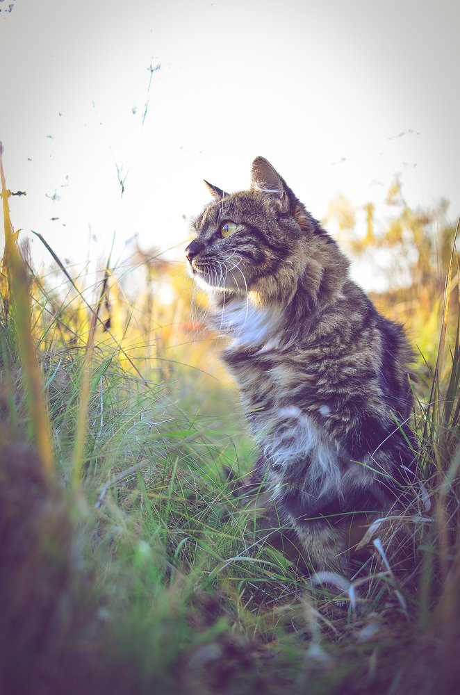 Рубин на охоте