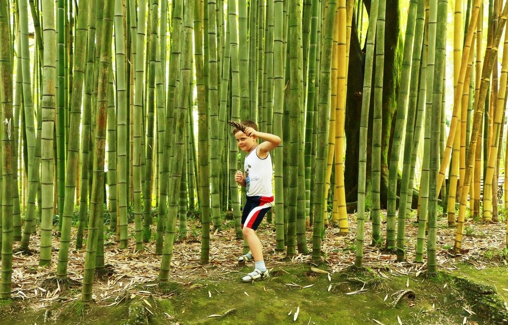 Бамбуковый лес