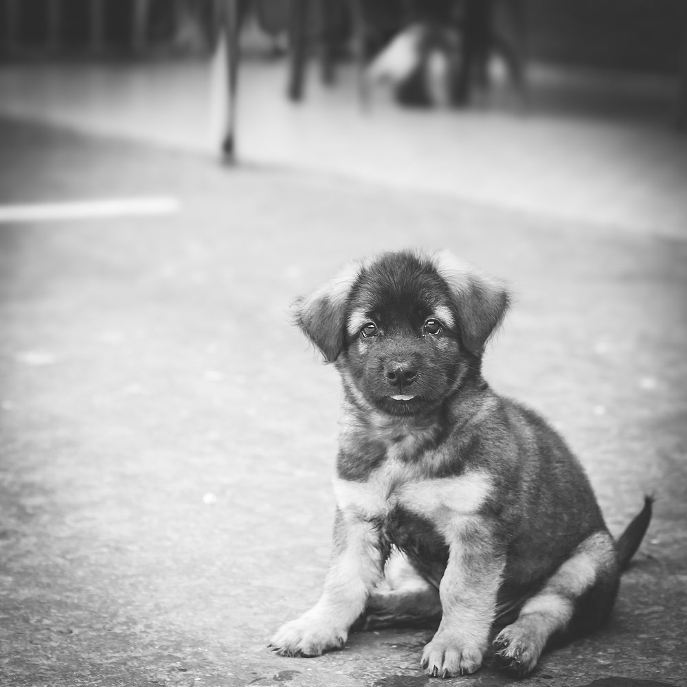 Lonely homeless puppy