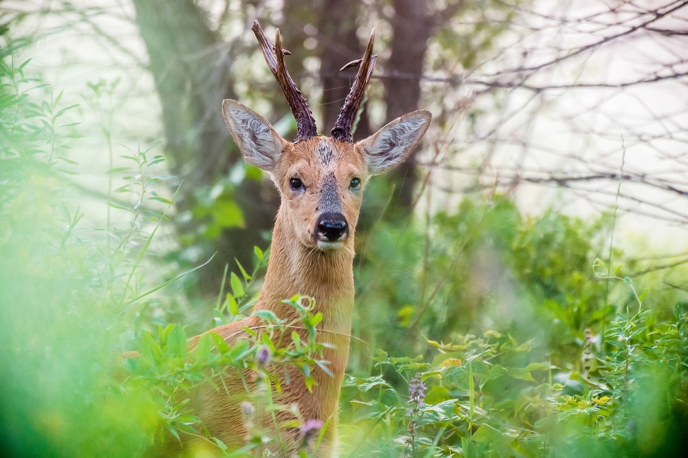 Портрет косули-2