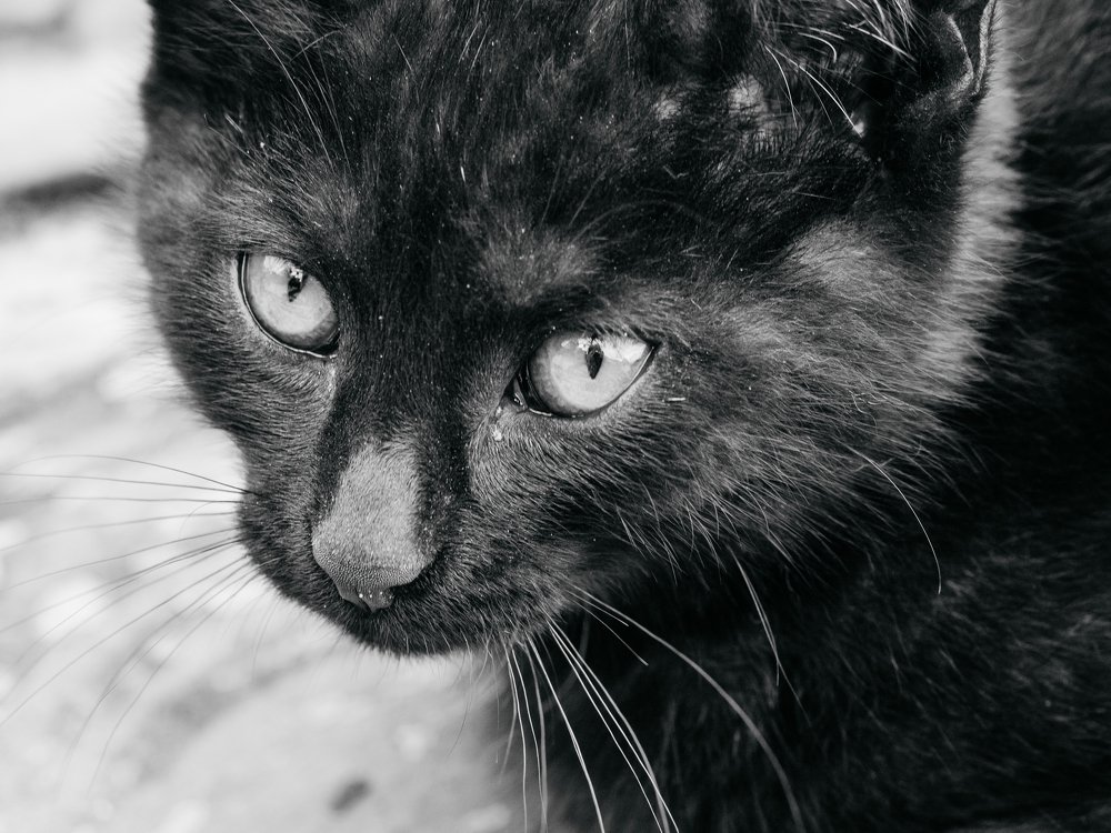 Маленький охотник