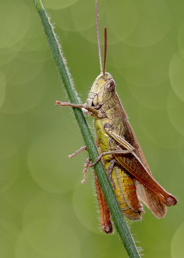 Grashopper