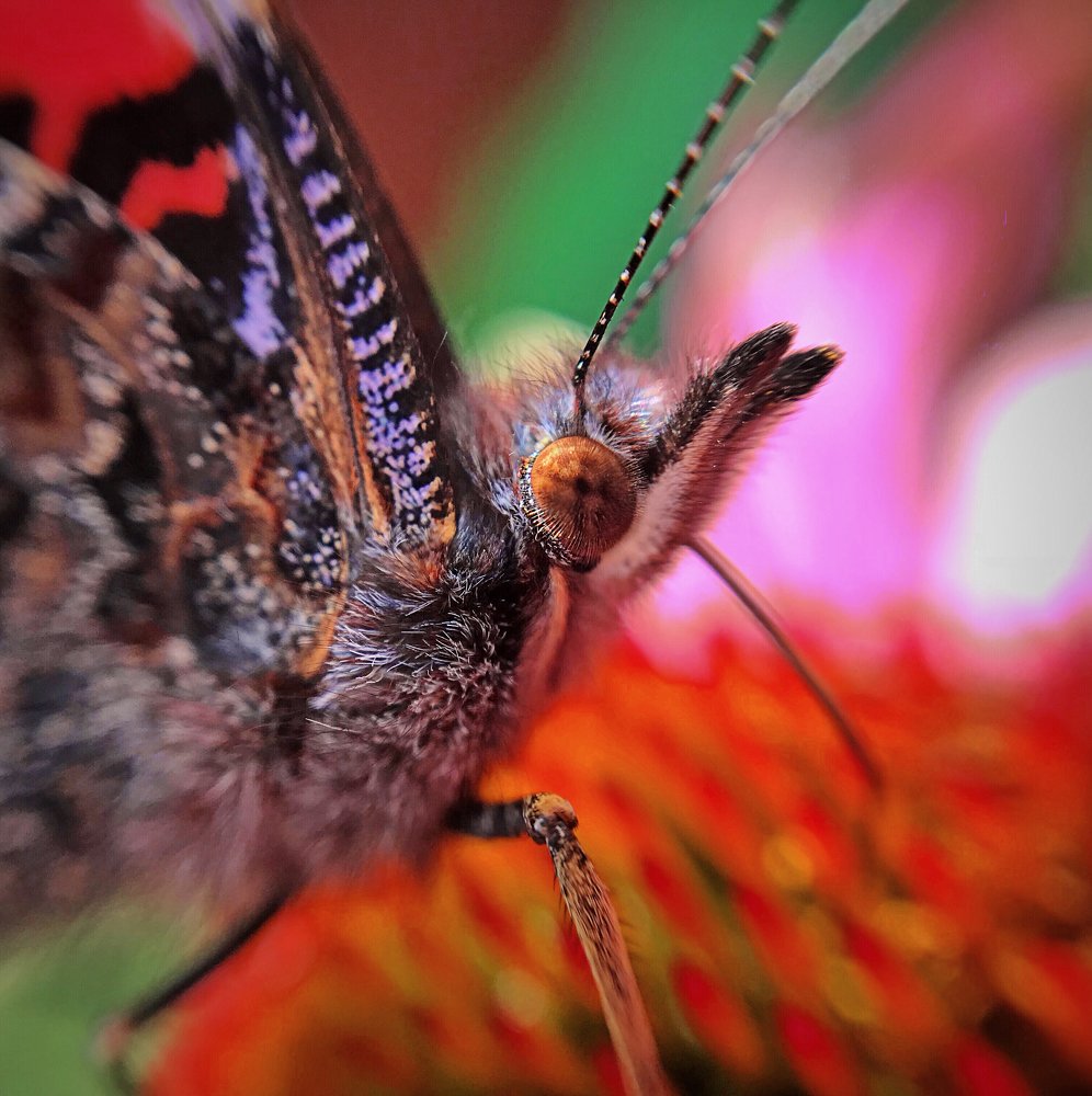 Butterfly on red flower