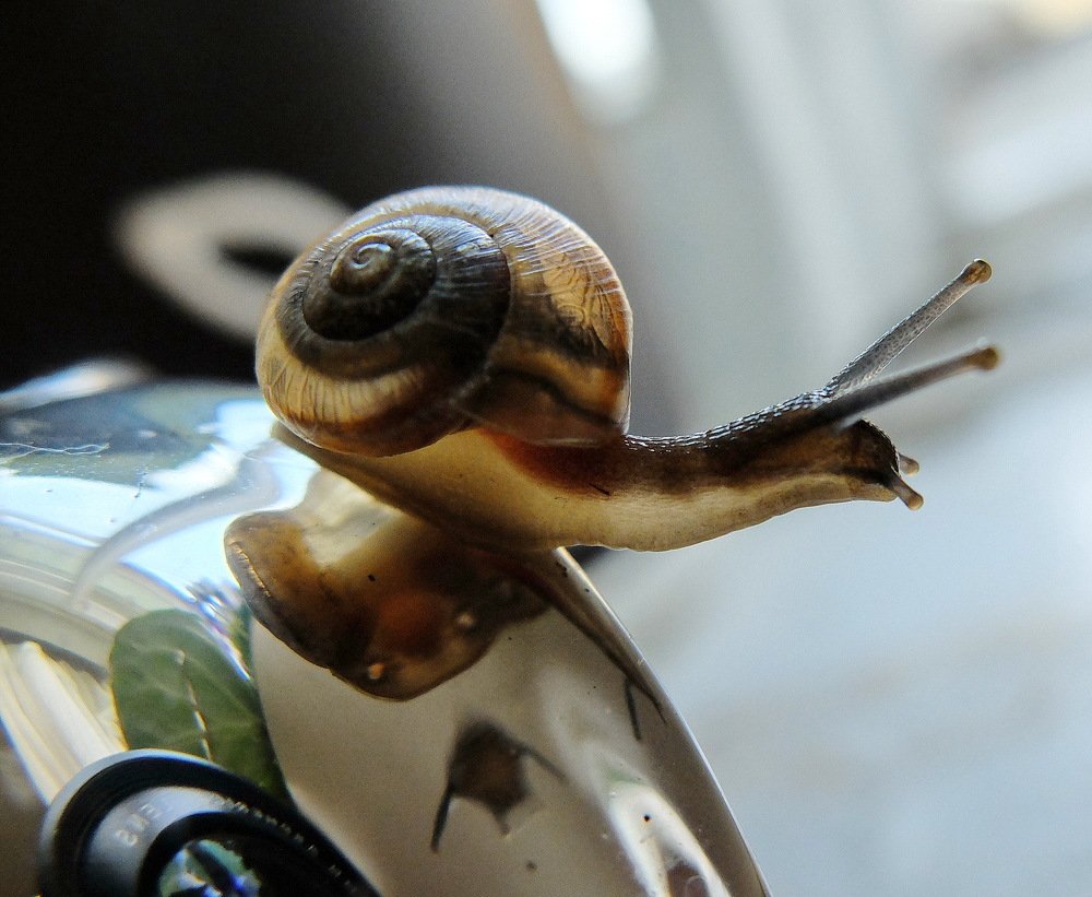 Улитка и фиалка