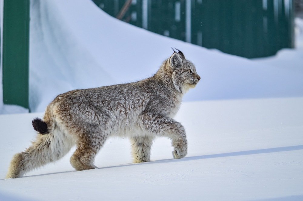 Грация кошки