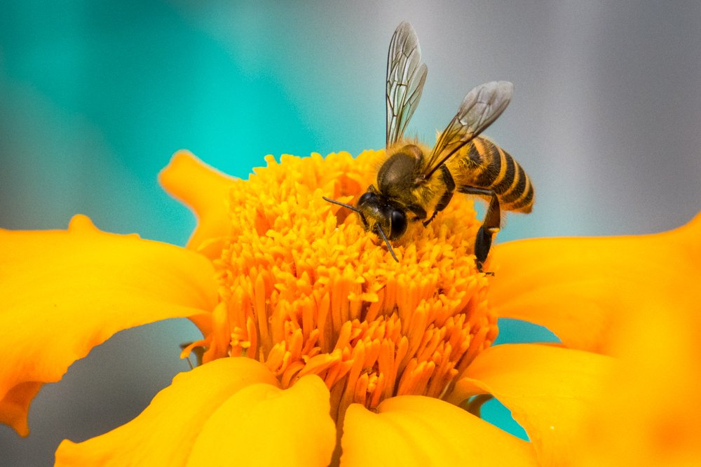 Yellow Flower