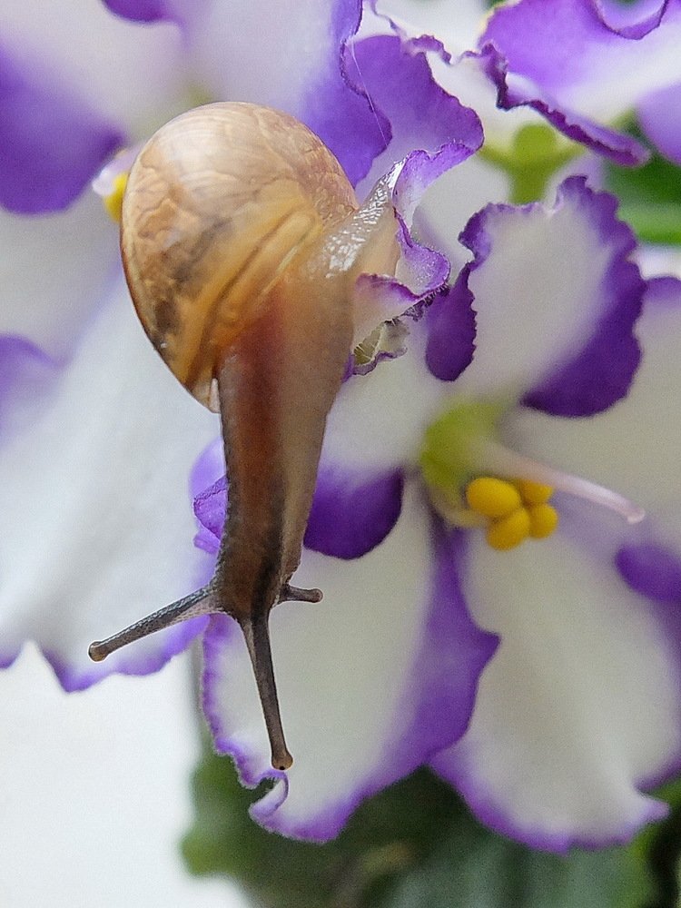 Улитка и фиалка