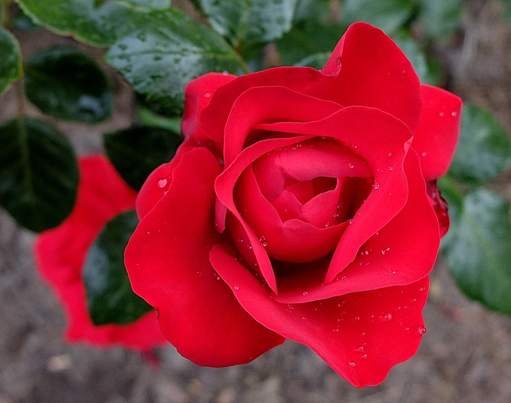 Алая роза - эмблема любви