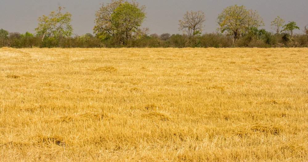 Golden Yellow
