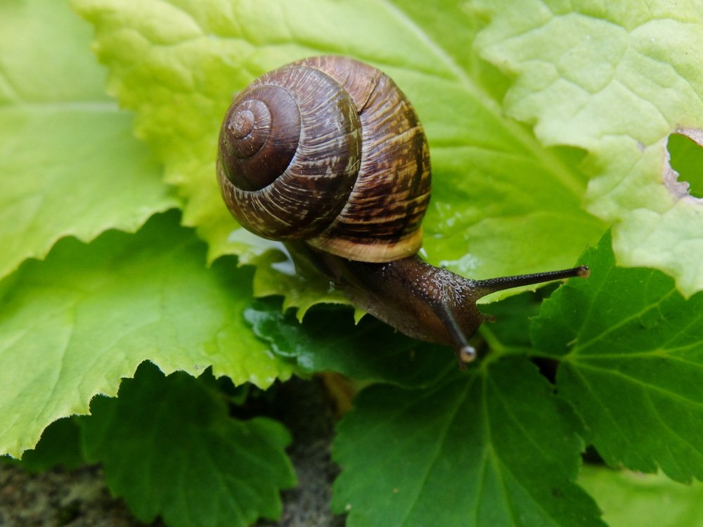Дачные зарисовки