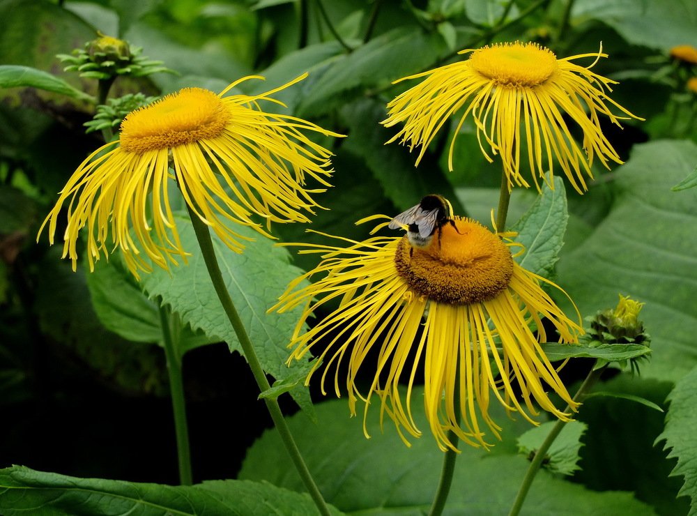 Лето медовое