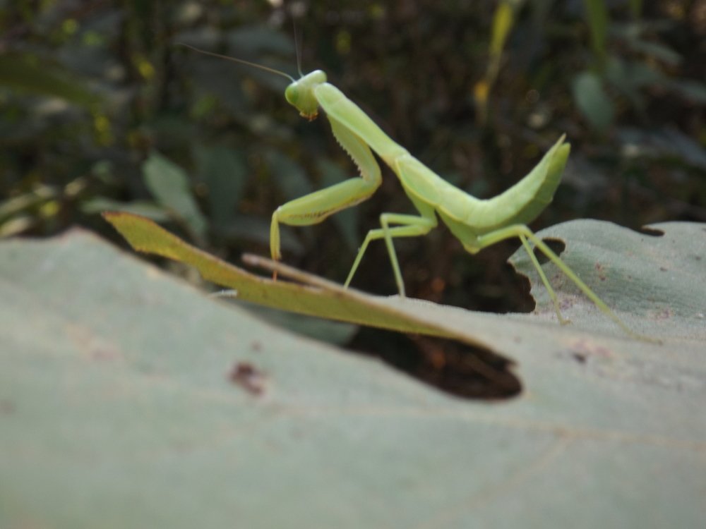 Grasshopper