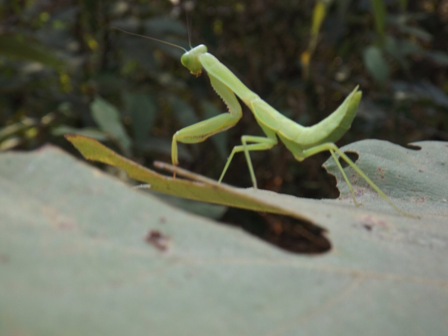 Grasshopper