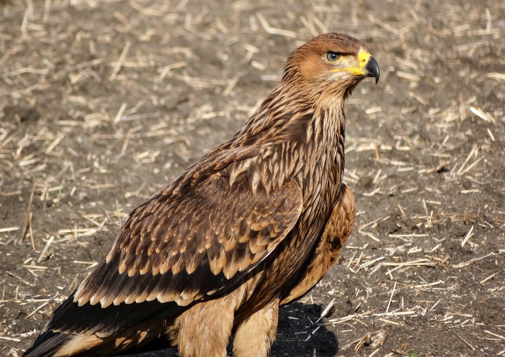 Орёл-могильник.
