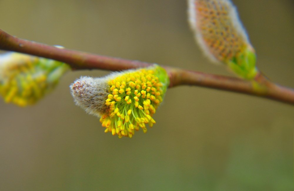 Цвет весны.