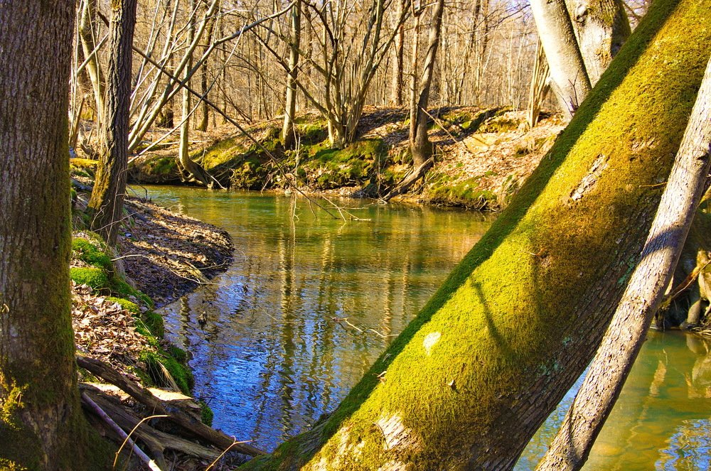 Лесная речка.