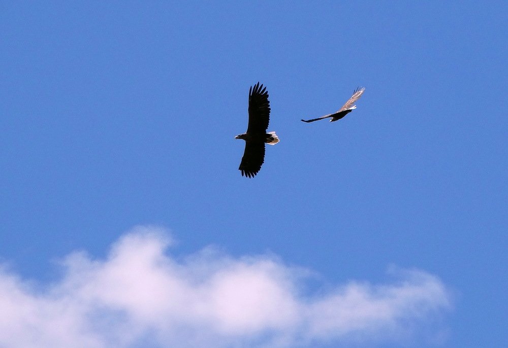 Орланы в своей стихии