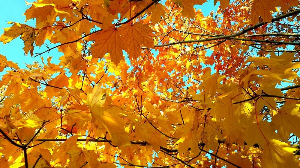 Листья желтые