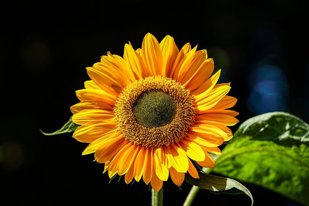 Sunflower