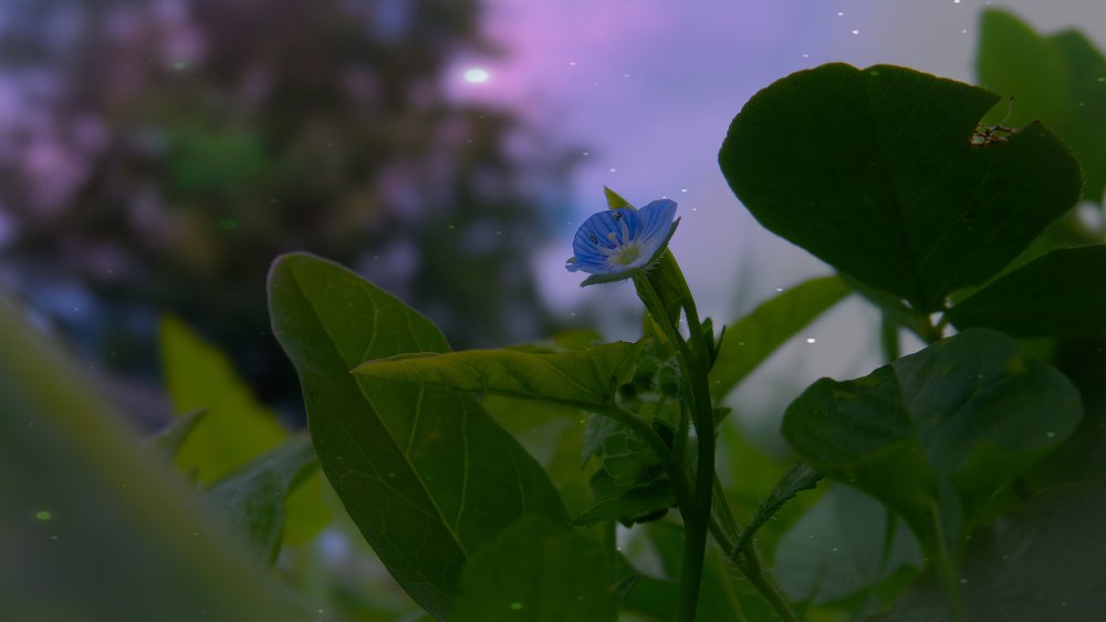 Веро́ника дубра́вная (лат. Veronica chamaedrys)