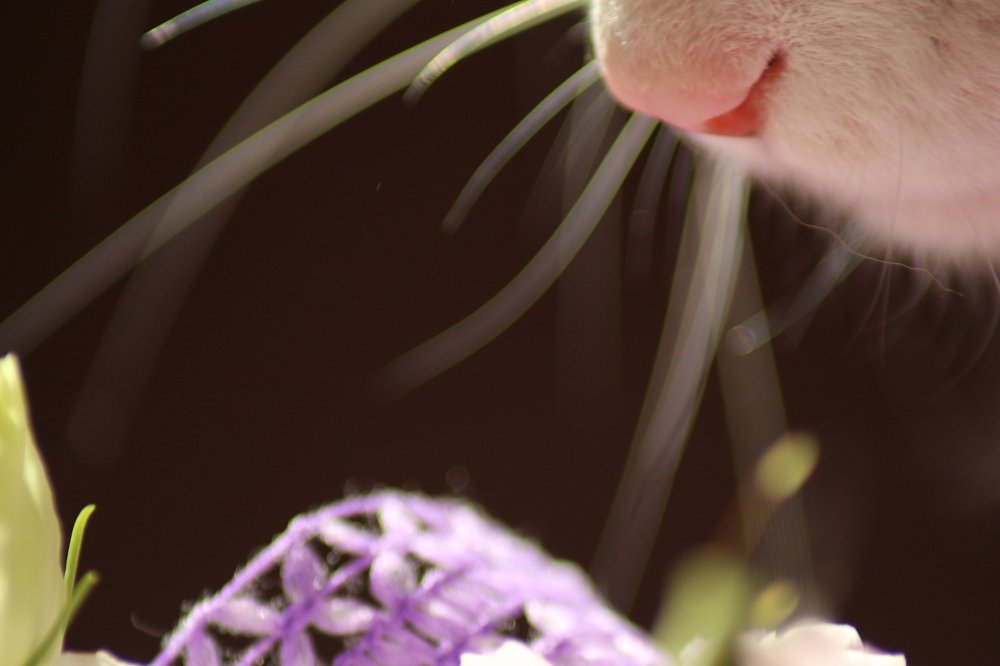 дегустатор запахов