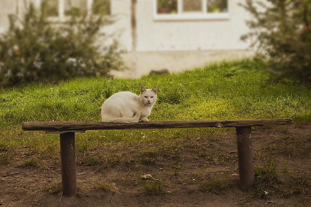 Король двора