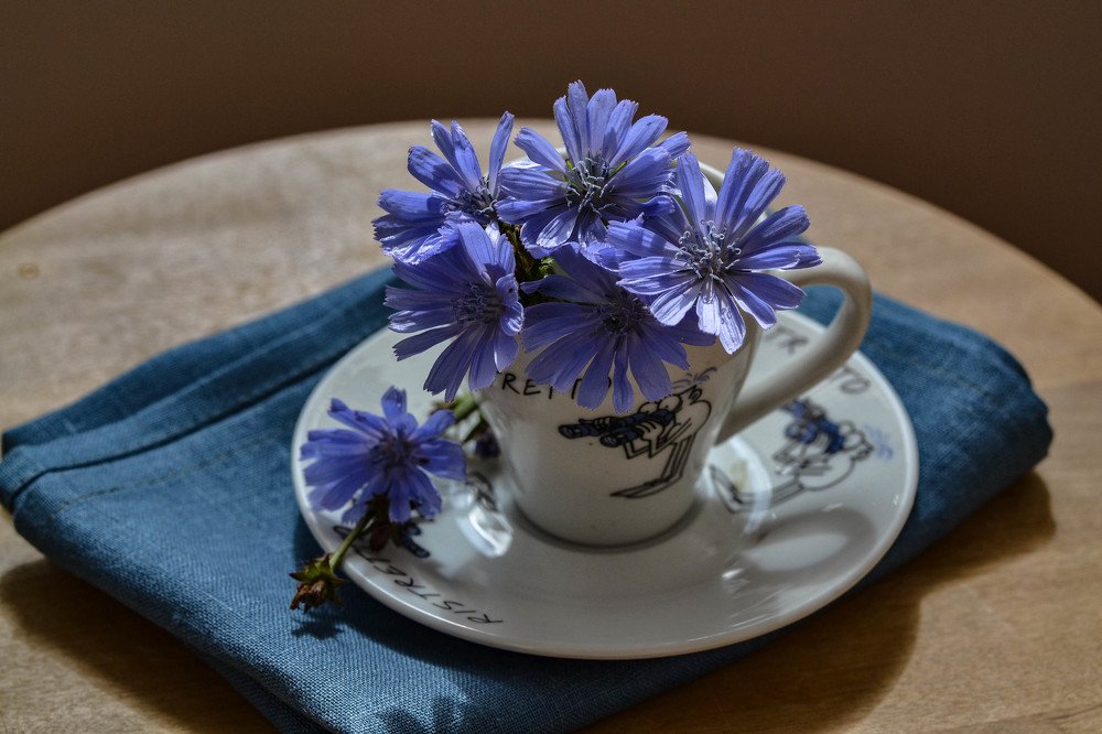 Чашечка цикория