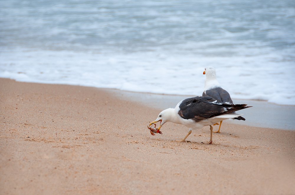 The seagull is on the hunt.